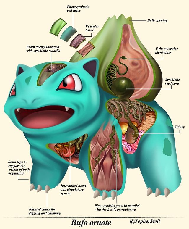 Anatomía Pokémon · Por Christopher Stoll