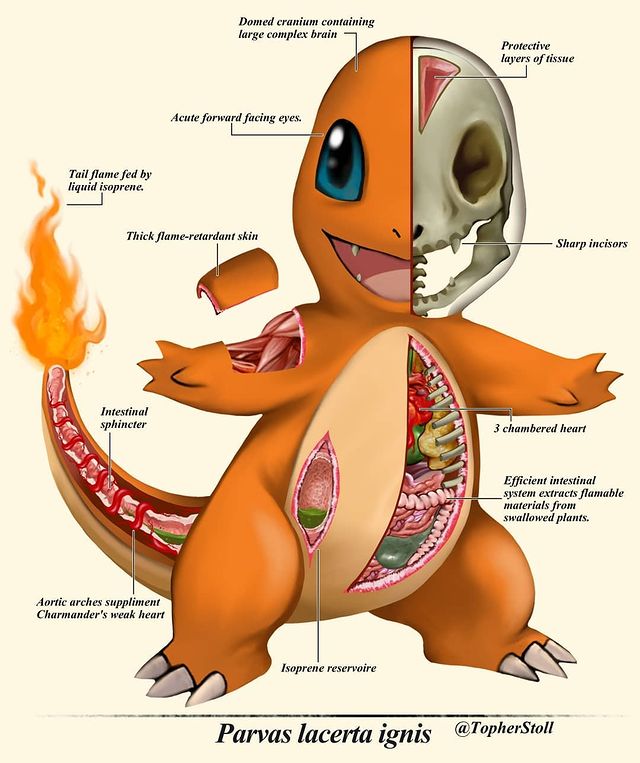 Anatomía Pokémon · Por Christopher Stoll