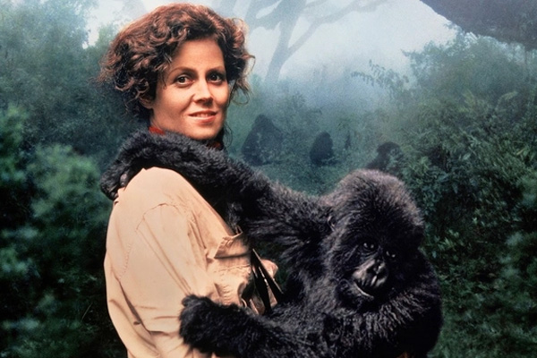 Gorilas en la niebla (1988) · Universal Pictures.
