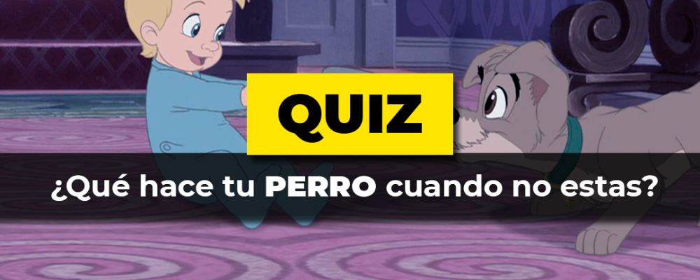 Quiz · Perro